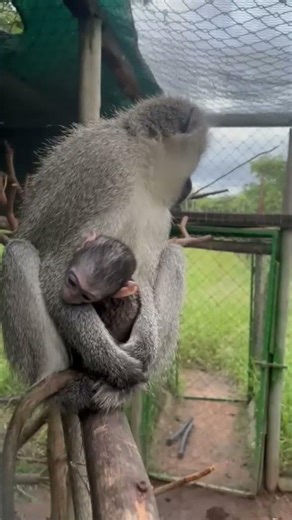Happy Monkey Mothersday