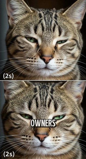 Your cat feels your emotions (even when you hide it)