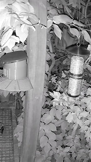Learning to hang the bird feeder at a distance the hard way
