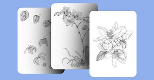 Online course - Mastering Botanical Drawing with Graphite Pencil Techniques (Penny Brown)