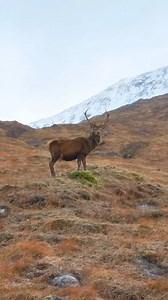 1.4K views · 245 reactions | POV: You're hiking in the Scottish Highlands and a friendly deer comes to say hello. #scotland #highlands #deer #wildlife #visitscotland #nature #explore #scottishwildlife #discoverscotland #glencoe #reels #reelsvideo | Exploring GB | Facebook