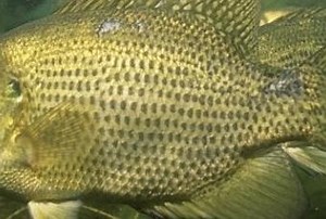 La pêche du crapet de roche - Paperblog