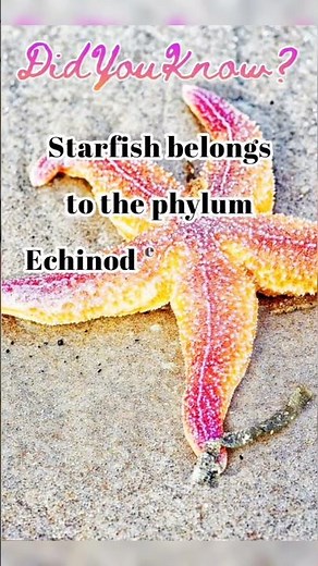 Starfish Secrets REVEALED! Echinoderms | Biology