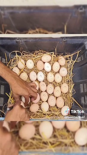 Hatch Eggs at Home Without an Incubator