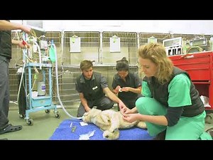 CPR Training at Davies Veterinary Specialists