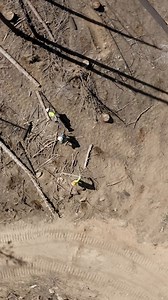 Join us in the Run for Reforestation Challenge—in partnership with @onetreeplanted. Help us reach our goal of planting 25,000 trees by completing the Challenge in the ASICS @Runkeeper app. Let’s reach A Sound Mind in A Sound Body by first creating a sound earth.  Tap the link to join: https://asics.tv/3MODU2q | ASICS New Zealand | Facebook