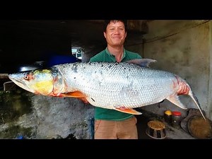 GIANT YELLOW CHEEK | Cá Sông Đà Gác Bếp