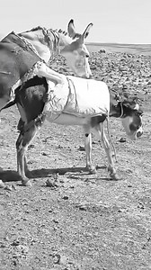 16K views · 173 reactions | The donkeys | Explore Earth | Facebook