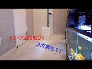 【tello】室内で遊ぶドローン【しゃべる犬】