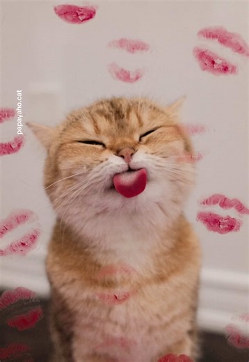 Valentine's photoshoot with my cats 💘💋 #cat #valentine | cats