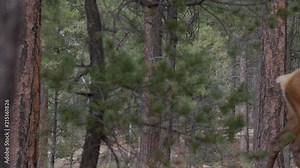 An elegant female elk standing between some trees in a campground, then moving out of the scene.