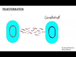 Horizontal Gene Transfer:Transformation