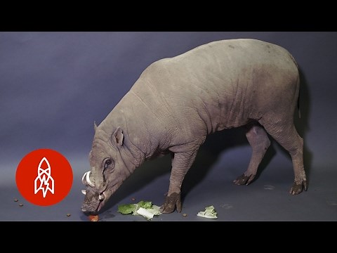 Meet a Wild Boar with a Terrific Tusk