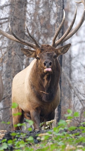 1.6K views · 149 reactions | Bull elk can pick up the scent of cows...