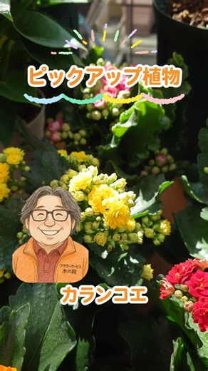 Introducing Kalanchoe!