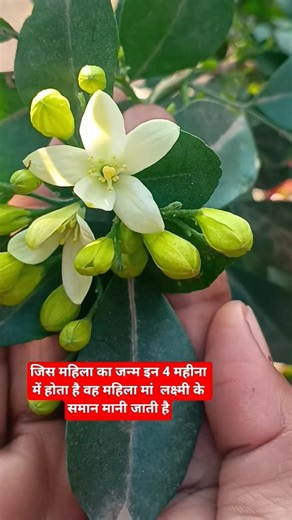 #The woman who is born in these 4 months is a #upay #🙏🌿🌿💯🙏🙏👍👍🌿