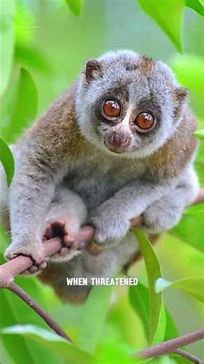 Slow Loris 🐵 | Tiny Primate That’s Actually Venomous