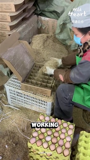266K views · 2.1K reactions | How Farmers Protect Their Eggs #fblifestyle #eggpacking #farmlife #sustainable #agriculture | Wild Heart | Facebook