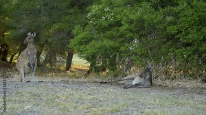 Kängurus auf Heirisson Island Swan River, East Perth in Western Australia - Western Gray Giant kangaroo