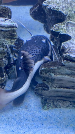 Redtail catfish🐠| #redtailcatfish #catfish #monsterfish #fish #fishtank #aquarium #ytshorts #shorts