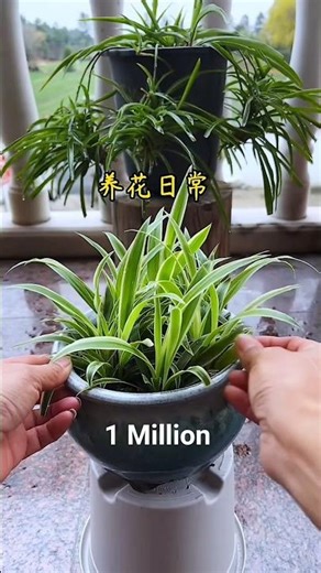 Spider Plant Daily Care 🌿 | Easy Indoor Plant That Grows Fast & Purifies Air part 2139