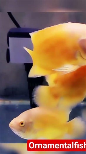 Yellow 奥斯卡鱼 (Astronotus ocellatus) 淡水鱼，流行作为观赏鱼。#捕食者鱼#predatorfish