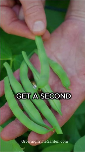 How to Harvest Beans for the Best Flavor (and More Production)