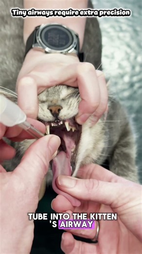Vet Intubates a Kitten in Seconds! 🐱 #veterinary #kitten