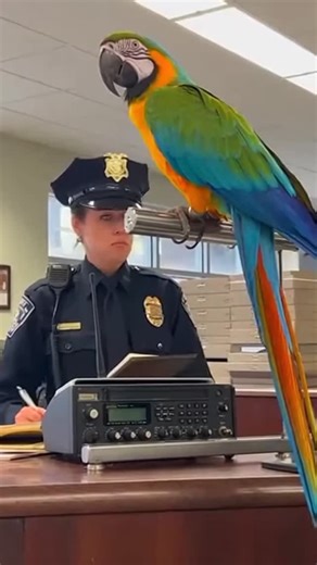 Animal Comedy Lab on Instagram: "Code 3 Emergency! My Heart Is in Critical Condition” 🦜🤣 The parrot declares an emergency on the station radio—only to reveal it’s a heart issue caused by love. Fast setup, flirty punchline, and a perfect reel ending. #funnyanimals #funnyreels #talkingparrot #funnypets #parrotlover"