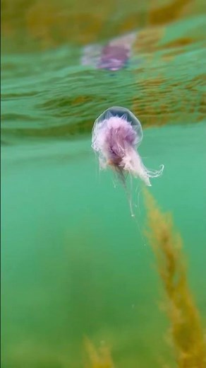 "Blue and Unbothered". Did you know that blue jellyfish are made up of 95% water?