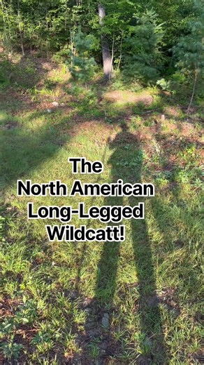 Follow the Wildcatt 🌲🌲