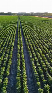 From the field to the barn to the greenhouse—propane powers it all. 💨🔥 Reliable, efficient, and always ready when you are, propane helps farmers work smarter with solutions like crop drying, heating, irrigation, and more. And with local service you can count on, Southern Quality Propane is proud to fuel the backbone of our region: agriculture. 🌽🚜 📍 Call your local branch or visit southernqualitypropane.com to learn more. #FarmStrong #PropanePower #AgFuel #SouthernQualityPropane #SQP #Commer