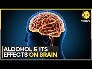 New Study Reveals Impact Of Alcohol On Brain | World News | WION