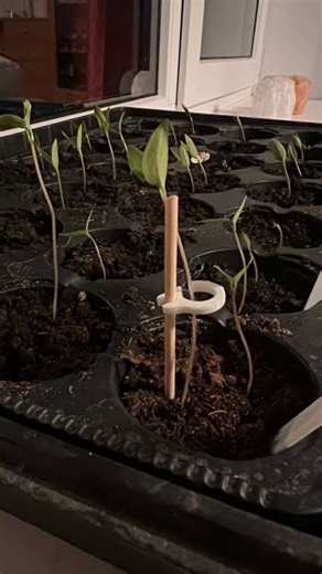 Plant support #3DThursday #3DPrinting #SpringFlowers