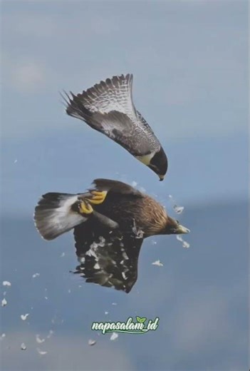 Mid-Air Clash: Falcon vs Eagle #wildlifefootage #falcon #eagle #natureshorts