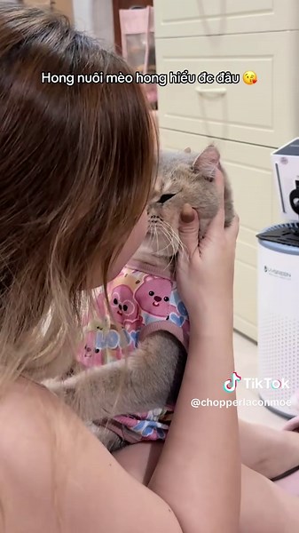 Video Mèo Đáng Yêu: Tổng Hợp Mèo Con Ngủ