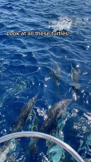 Speedy Sea Turtles: A Mesmerizing Sight in the Ocean