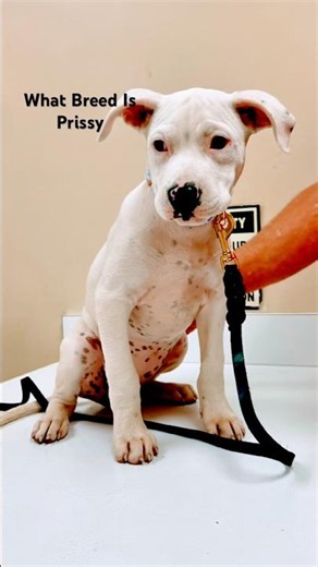 What Breed Is Prissy #dna #dnaresults #newpuppy #wisdom