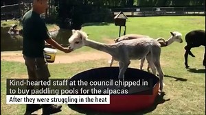 7.5K views · 123 reactions | Keeping the animals cool at Walton Hall's Children's Zoo? Alpaca my swimming shorts | Warrington Guardian | Facebook