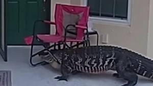 Florida alligator 'chomping at the bit' to get into Fort Myers home