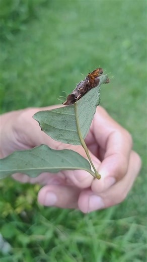 The caterpillar of the moth Phobetron hipparchia, known as the spider caterpillar or monkey cater...