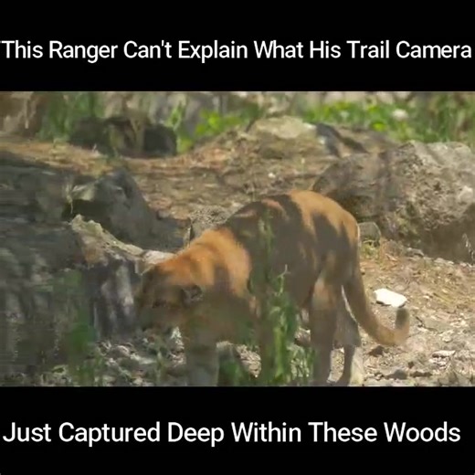 This Ranger Can't Explain What His Trail Camera Just Captured Deep Within These Woods | Extra Alien