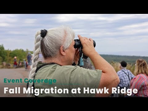 Fall Migration at Hawk Ridge