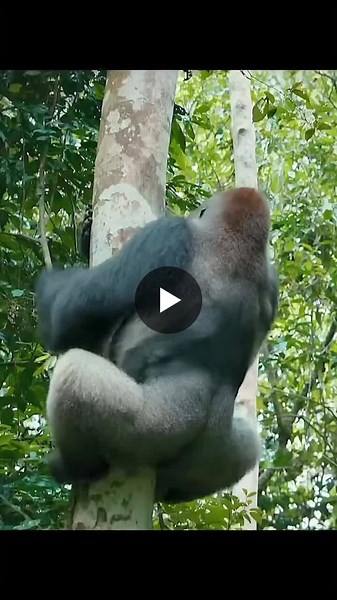 MAKUMBA Makumba was a legendary western lowland silverback gorilla, born in 1980, who served as the iconic leader of the habituated gorilla group in the Dzanga-Sangha Protected Area of the Central… | William R. G.