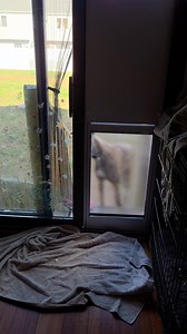 "LOOK!!! I FIT!! I was so excited that i grabbed a toy, ran back outside, and did zoomies!! I'm even forgive momma for cutting off some of my zoomies" Earl, the giant, Greyhound Earl figured out the door in about 3 tries. Not surprising since he can even open doors. (Viv is mostly deaf so excuse all the yelling. That's the only way she can hear me) | Tea Time with Earl Greyhound