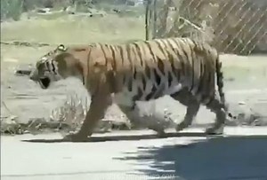 Wild: There Was A Tiger On The Loose & These Dudes Tried Catching It!