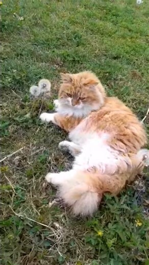 My cute cat is happy🥰😍#cat #catvideos #catlife #youtubeshorts #shortsviral
