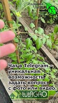 What to treat tomatoes, peppers, and cucumbers with? A penny-pinching remedy better than expensiv...