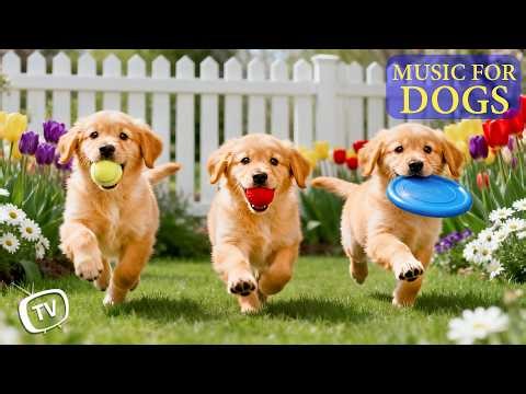 12 Hours Dog Music 🐶 Separation Anxiety Relief Music 🐾 Healing Dogs Sleep & Dog Calming Music