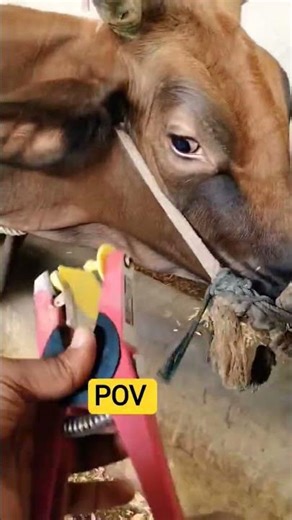 Tagging and Pd of cow #cow #dairyfarming #shortsfeed #shorts